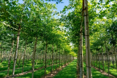 Quercus palustris hoogstam 10/12