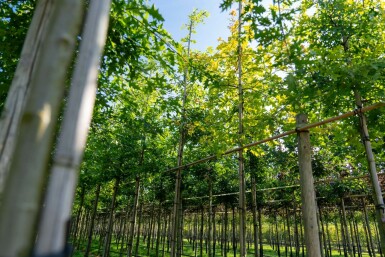 Quercus palustris hoogstam 10/12