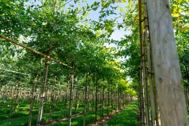 Quercus palustris hoogstam 10/12