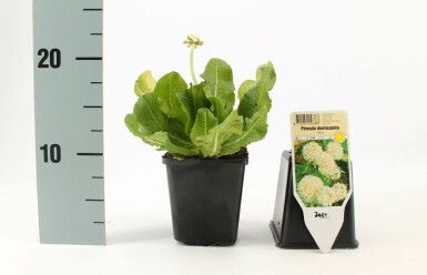 Sleutelbloem Primula denticulata 'Alba' 5-10 Pot P9 Primula denticulata 'Alba'