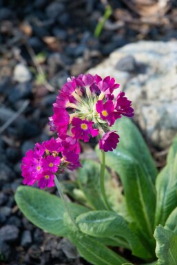 Sleutelbloem Primula denticulata 'Rubin' 5-10 Pot P9