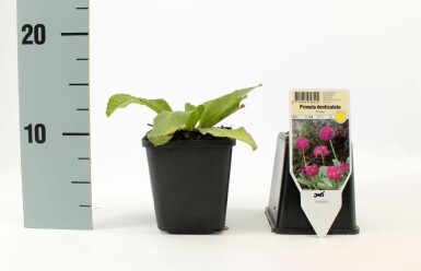Sleutelbloem Primula denticulata 'Rubin' 5-10 Pot P9 Primula denticulata 'Rubin'