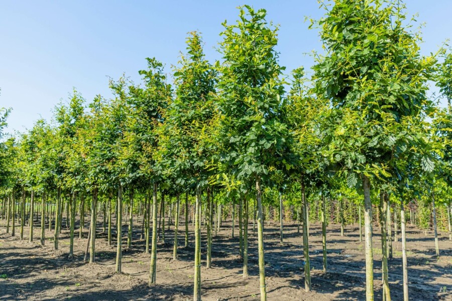 Wintereik Quercus petraea Hoogstam stamomtrek 10-12 P Quercus petraea hoogstam 10/12