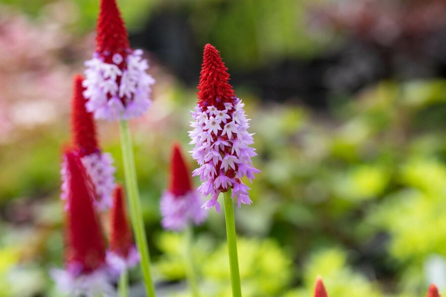 Sleutelbloem Primula vialii 10-15 Pot C2 Primula vialii