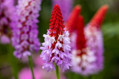 Sleutelbloem Primula vialii 10-15 Pot C2 Primula vialii