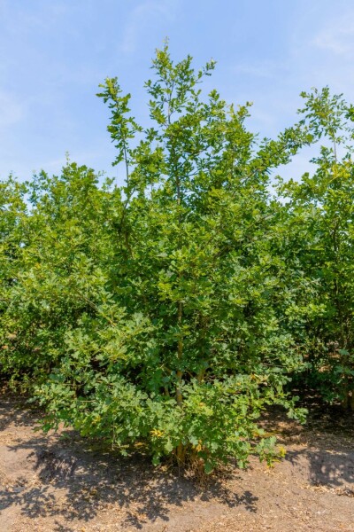 Quercus petraea meerstammig 300-350