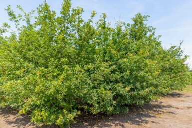Wintereik Quercus petraea Meerstammig 300-350 P Quercus petraea meerstammig 300-350