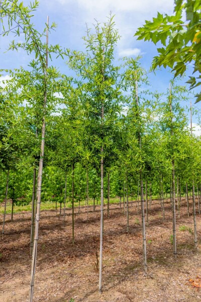 Quercus phellos hoogstam 18/20