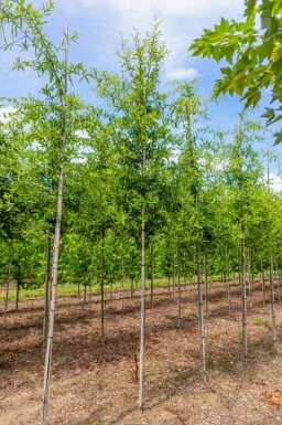 Wilgbladige eik Quercus phellos Hoogstam Quercus phellos hoogstam