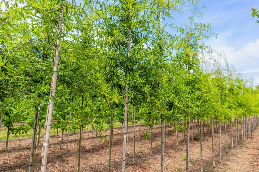 Wilgbladige eik Quercus phellos Hoogstam stamomtrek 18-20 P Quercus phellos hoogstam 18/20