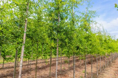 Quercus phellos hoogstam 18/20