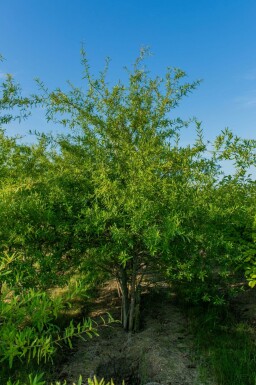 Wilgbladige eik Quercus phellos Meerstammig Quercus phellos meerstammig