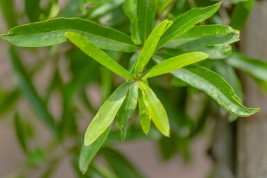 Quercus phellos meerstammig 200-250