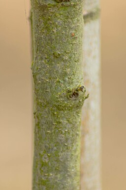 Quercus phellos meerstammig 200-250