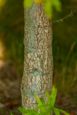 Wilgbladige eik Quercus phellos Meerstammig 200-250 P Quercus phellos meerstammig 200-250