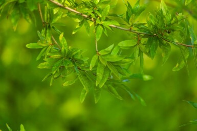 Wilgbladige eik Quercus phellos Meerstammig 200-250 P Quercus phellos meerstammig 200-250