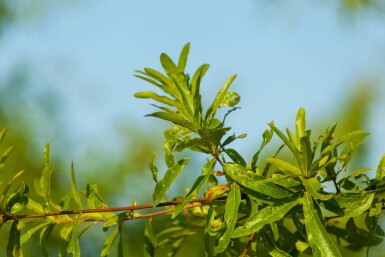 Quercus phellos meerstammig 200-250