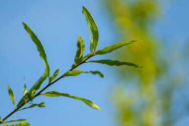 Wilgbladige eik Quercus phellos Meerstammig 200-250 P Quercus phellos meerstammig 200-250