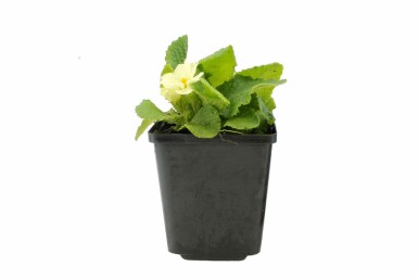 Stengelloze sleutelbloem Primula vulgaris 5-10 Pot P9 Primula vulgaris