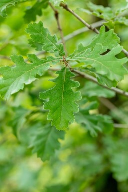 Quercus pubescens hoogstam 14/16