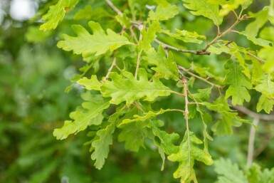 Quercus pubescens hoogstam 14/16