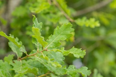 Quercus pubescens hoogstam 14/16