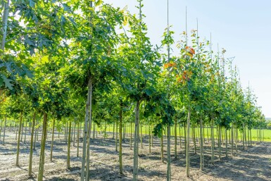 Quercus robur hoogstam 18/20
