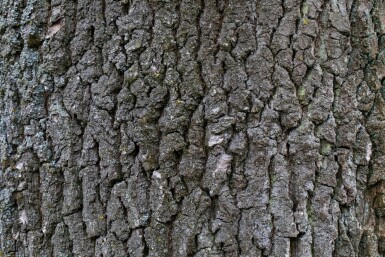 Quercus robur hoogstam 18/20