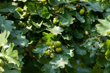 Quercus robur hoogstam 18/20