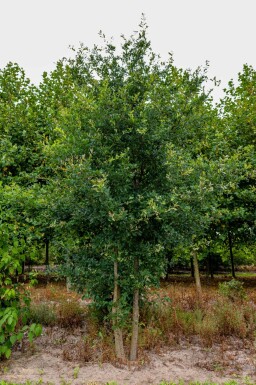 Quercus robur meerstammig 300-350