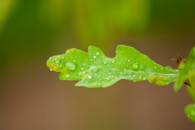 Zomereik Quercus robur Meerstammig 300-350 P Quercus robur meerstammig 300-350