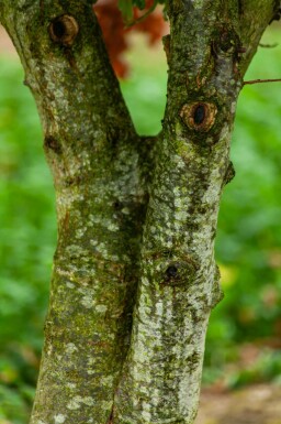Zomereik Quercus robur Meerstammig 300-350 P Quercus robur meerstammig 300-350