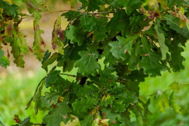 Zomereik Quercus robur Meerstammig 300-350 P Quercus robur meerstammig 300-350