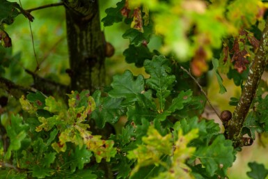 Zomereik Quercus robur Meerstammig 300-350 P Quercus robur meerstammig 300-350