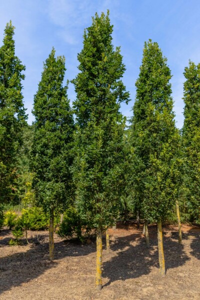 Quercus robur 'Fastigiate Koster' hoogstam 4/6 (spil)