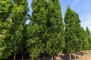 Quercus robur 'Fastigiate Koster' hoogstam