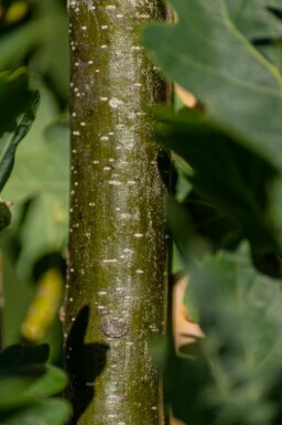 Quercus robur 'Fastigiate Koster' hoogstam 4/6 (spil)