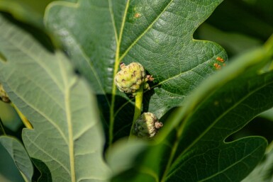 Quercus robur 'Fastigiate Koster' hoogstam 4/6 (spil)