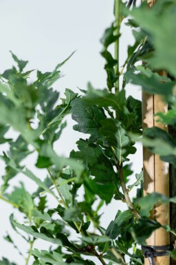 Quercus robur 'Fastigiate Koster' hoogstam 4/6 (spil)