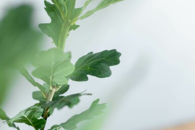 Quercus robur 'Fastigiate Koster' hoogstam 4/6 (spil)
