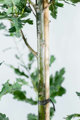 Quercus robur 'Fastigiate Koster' hoogstam 4/6 (spil)