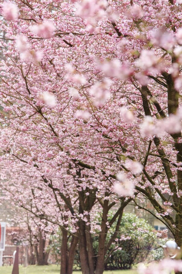 Prunus 'Accolade' Prunus 'Accolade'