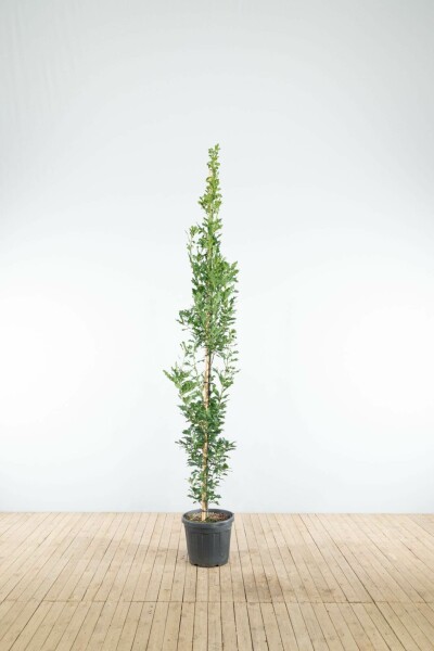 Quercus robur 'Fastigiate Koster' beveerd 6-8