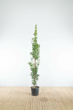 Quercus robur 'Fastigiate Koster' beveerd