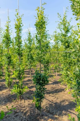 Quercus robur 'Fastigiate Koster' beveerd