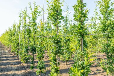 Quercus robur 'Fastigiate Koster' beveerd 6-8