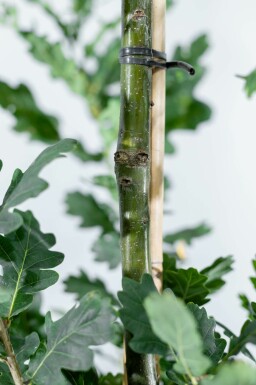 Quercus robur 'Fastigiate Koster' beveerd 6-8