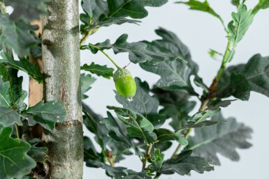 Quercus robur 'Fastigiate Koster' beveerd 6-8
