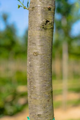 Quercus robur 'Fastigiata' hoogstam 10/12