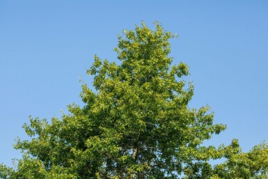 Quercus rubra hoogstam 10/12